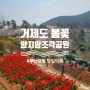 [경남/거제도] 부산출발 봄꽃 당일여행 양지암 조각공원