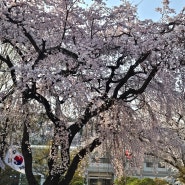 4월 따뜻한 봄날에 수양벚꽃 만개한 국립서울현충원