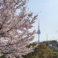 🌸만개한 벚꽃 주간(도림천 벚꽃길, 남산골공원)