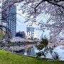 일본 일상,도쿄 벚꽃 우에노 벚꽃 축제 🌸 요요기 공원 야간 벚꽃 놀이 후기