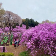 서울 근교 벚꽃명소 원미산 진달래동산