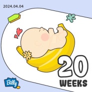 (20주) 임신 중기 증상 / 토실해진 보름이