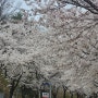 [제천]제28회 청풍호 벚꽃축제(24년 4월 6일 방문)