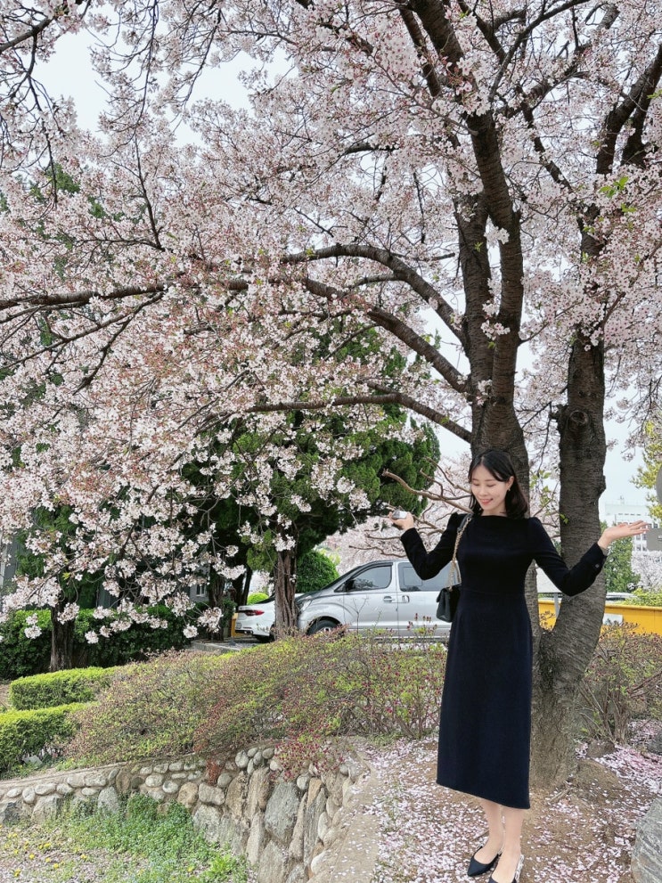 [대구] 청라언덕, 벚꽃 개화상태 4월 6일 기준