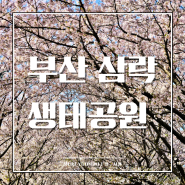 부산 삼락 생태공원 벚꽂 실시간 개화상태 | 주차장 포토존 | 산책 데이트 핫플