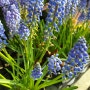 2024. 4월 꽃과 사진 story- 무스카리(grape hyacinth)