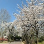 벚꽃 명소 추천_동물과 꽃을 한 번에 볼 수 있는 서울 어린이대공원