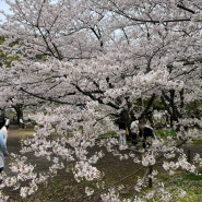 [후쿠오카 여행코스] 후쿠오카 맛집 추천, 24년 4월 벚꽃축제 구경 성공