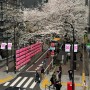 나카메구로 벚꽃 보는중 目黒川の桜並木