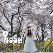 인천 뚜벅이 당일치기 여행코스 5곳 자유공원 벚꽃부터 차이나타운까지