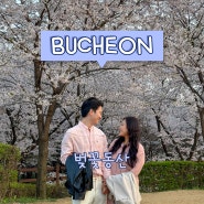 서울근교 부천 도당산 벚꽃축제 (벚꽃동산) | 실시간 개화상황 | 먹거리 | 가는방법 | 주차