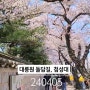 경주 대릉원 돌담길 벚꽃 실시간 , 첨성대 , 주차 헬 ! 240405