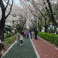 삼락공원 벚꽃 만개하고 떨어지는 이쁜 풍경