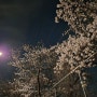 부천에서 즐기는 벚꽃축제 복숭아꽃축제 야경도 멋져요~