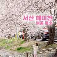 충남 벚꽃명소 서산 해미 벚꽃축제 해미천 주말 갈만한곳 놀거리 개화상황!