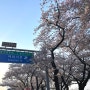 여의도 봄꽃축제 봄꽃소풍 윤중로 벚꽃길 후기