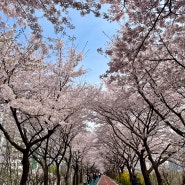 서울 벚꽃 숨은 명소 성내천 벚꽃. 석촌호수보다 훨씬 아름다운 사계절 포토스팟