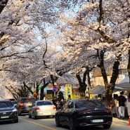 동학사 벚꽃축제