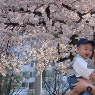 [여의도 벚꽃축제] 서울 실시간 벚꽃개화 상황! 아기랑 여의도 한강공원