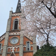 평택호 공세리성당 벚꽃놀이 🌸