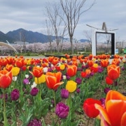 양산 황산공원 봄꽃구경 형형색색 만개한 튤립