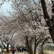 김포 계양천 벚꽃축제 (실시간 벚꽃 현황, 주차, 먹거리 푸드트럭)