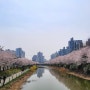 <인천 계양구> 아이와 주말 나들이 가기 좋은 곳 '계양 경기장', '서운 체육공원' 산책로 벚꽃 명소