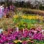2024 서대문구 안산, 홍제천 봄꽃 벚꽃 축제