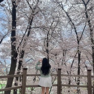 대전 벚꽃명소 테미공원 벚꽃구경 봄나들이