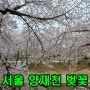 양재천 벚꽃 실시간 후기 주차 서울 봄 나들이
