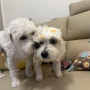 대만 타이페이 집에 잘 도착한 강아지들 세모와 두리 : 강아지 고양이 대만 이민 동반 출국 수입허가서 계류장