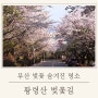 부산 벚꽃명소 ‘황령산 벚꽃길’ 현황 실시간 만개 후기, 꿀팁 (2024.4.5)