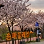 송파둘레길 성내천 4월 벚꽃 개나리 개화 : 서울 벚꽃 명소