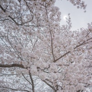 예천 벚꽃 명소: 내성천, 월포리, 한천체육공원(2024.4.6.오전)