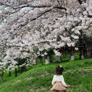 부산 벚꽃 명소 :: 맥도생태공원 실시간