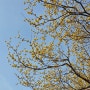 4/1 안녕, 봄이 오고 꽃이 왔다.