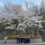 남산 벚꽃구경 / 남산 돈까스 맛집 산채집