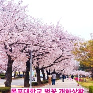 목포대학교 벚꽃 목포에서 무안갈 때 가볼만한 곳 겹벚꽃 한그루 명소
