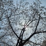 인천대공원 벚꽃축제