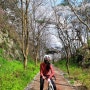 전주 벚꽃명소 전주시나브로길 자전거라이딩