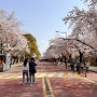 여의도 한강공원 윤중로 벚꽃 실시간 개화 상황과 주차장