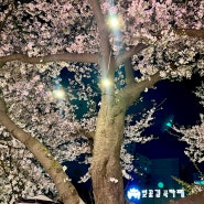 서울 벚꽃 명소 중랑천 장안벚꽃길 야간 데이트 주차팁 포함