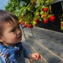 부산 근교 양산 원동 딸기따기체험 마음껏 먹고 수확까지 아이와 이색체험