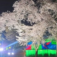 전주근교여행, 벚꽃핀 구이저수지(feat.야경)