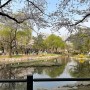 서울 용산가족공원 피크닉까지 즐길 수 있는 벚꽃놀이 명소