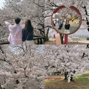 인천 벚꽃 명소 SK석유화학 벚꽃동산 주차 방문 꿀팁