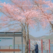 [사진 기록] 벚꽃 풍경