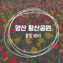 양산 황산공원 튤립 유채꽃 만개 위치공유
