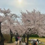 어린이대공원 벚꽃 명소 나들이 글램핑