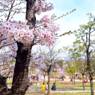 여의도 윤중로 벚꽃길 벚꽃축제 서울 여행 4월 서울 꽃축제
